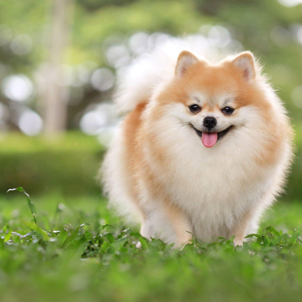 pet grooming service in Scarborough