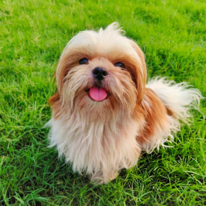 Professional pet grooming in Scarborough